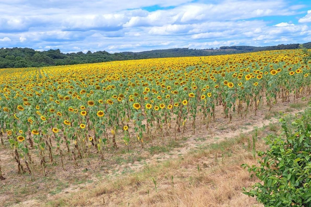 Les Glycines Villa Saint-Pierre-de-Buzet Dış mekan fotoğraf